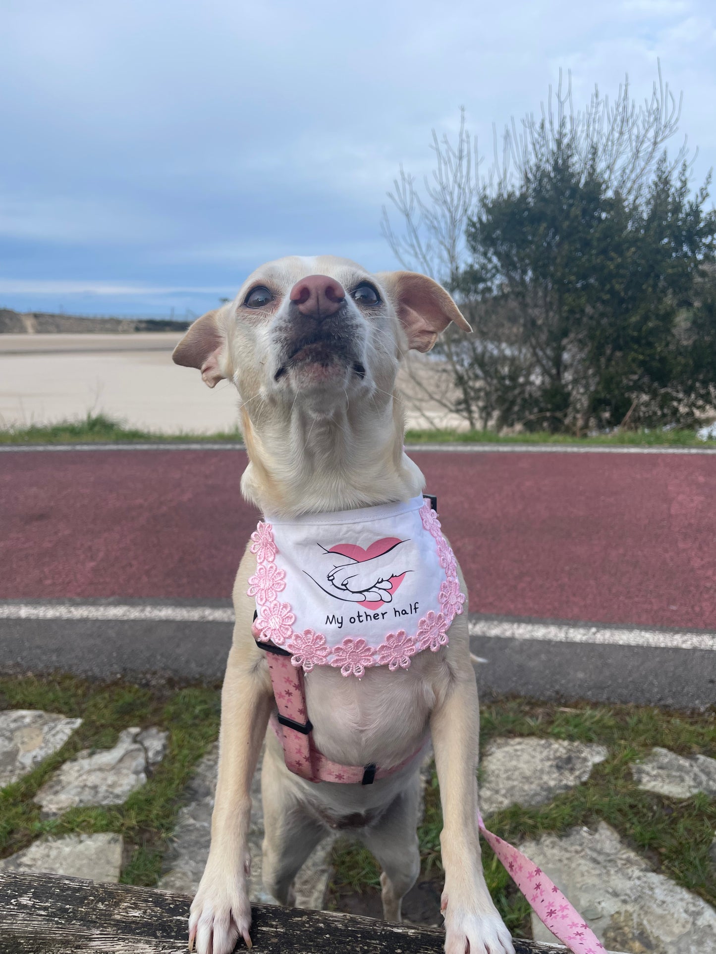 Bandana Babero Bibi- Flores rosas